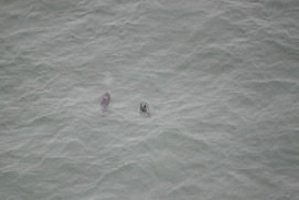 Missing Picture